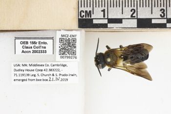 Media type: image;   Entomology 799276 Aspect: labels